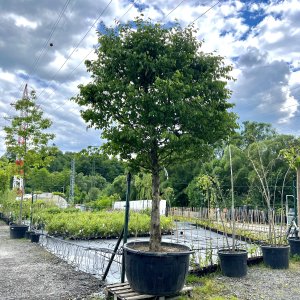 Hrab obyčajný (Carpinus betulus) - výška 400+ cm, obvod kmeňa 40/50 cm, kont. C500L - BALÓN